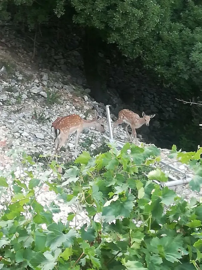 Apartman Legac Starigrad  0*, Starigrad (Kvarner) Chorvatsko